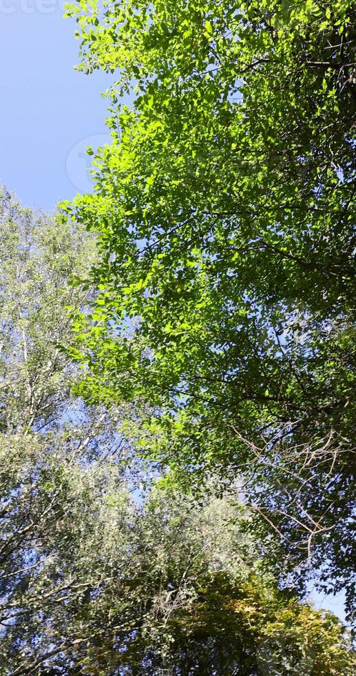 different types of deciduous trees in the park at the end of summer photo