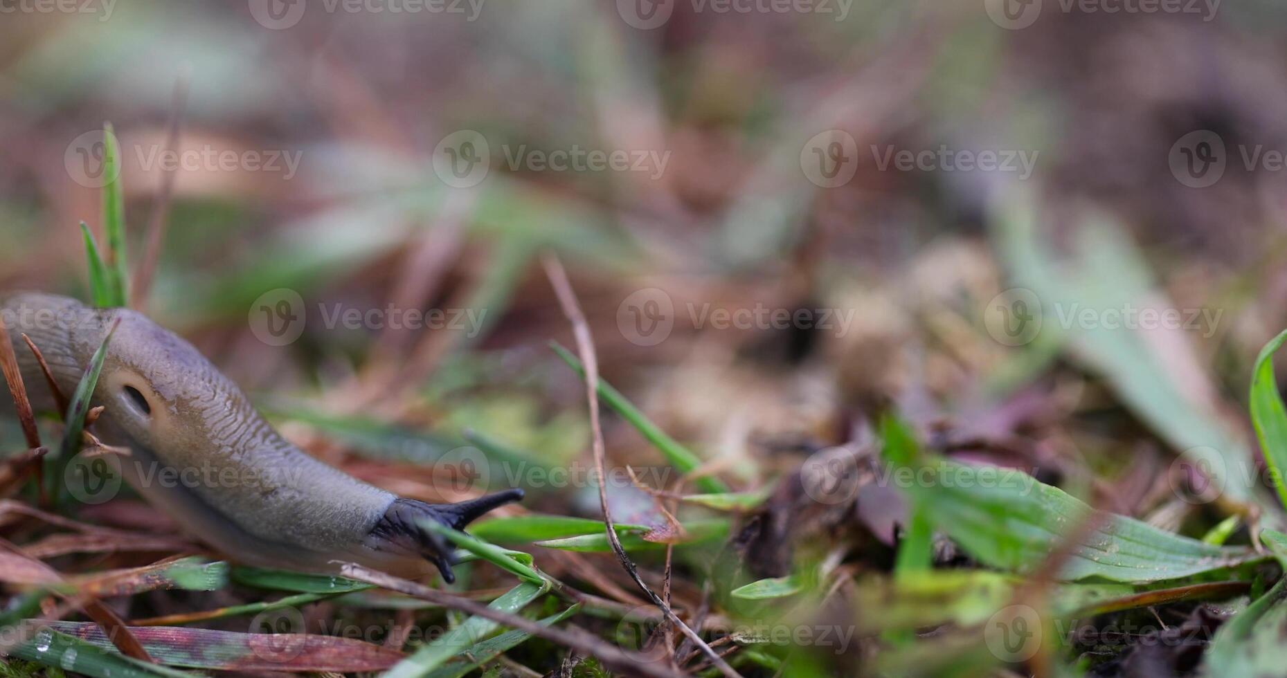 very slow slugs crawling on the grass during the cold snap and searching for shelters for the winter photo