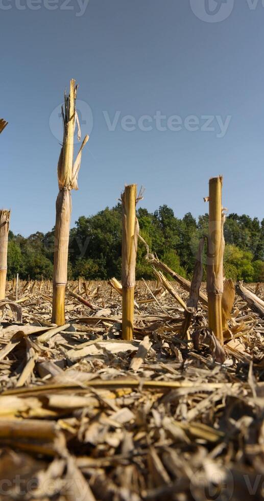 dry stubble left after the corn harvest in the autumn season photo