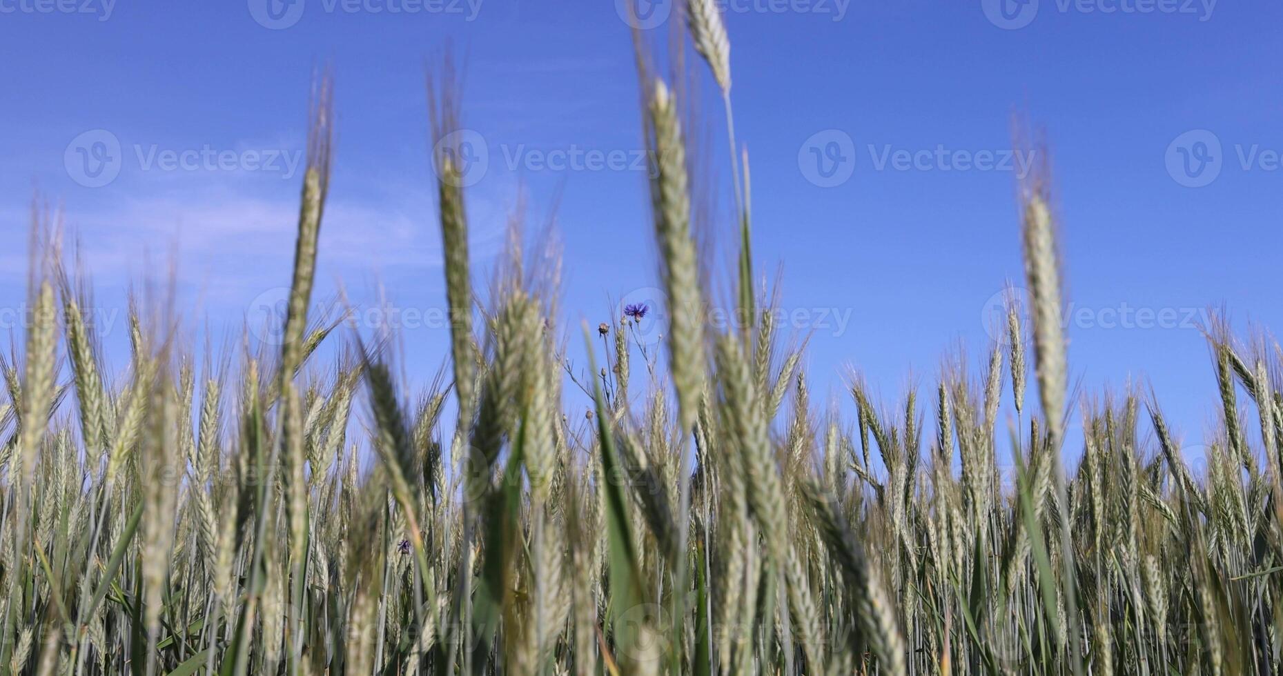 cereals resistant to cold, a field with unripe ears of cereal plants in eastern Europe, a field against a blue sky photo