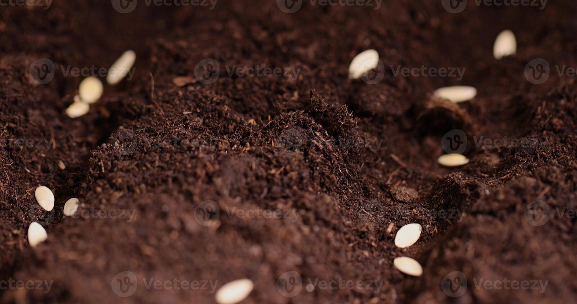 a plot of land mixed with peat in which cucumber seeds are planted photo