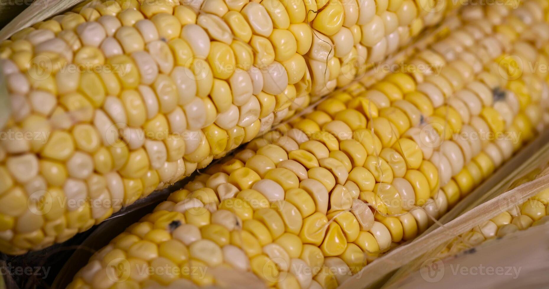 grains covered with mold on a corn cob due to improper storage, spoiled corn cobs with ripe yellow grains, violation of the rules and conditions of food storage photo
