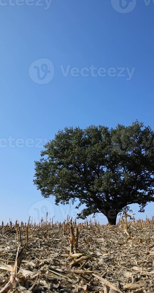 a tall oak with large branches and green foliage in clear sunny weather photo