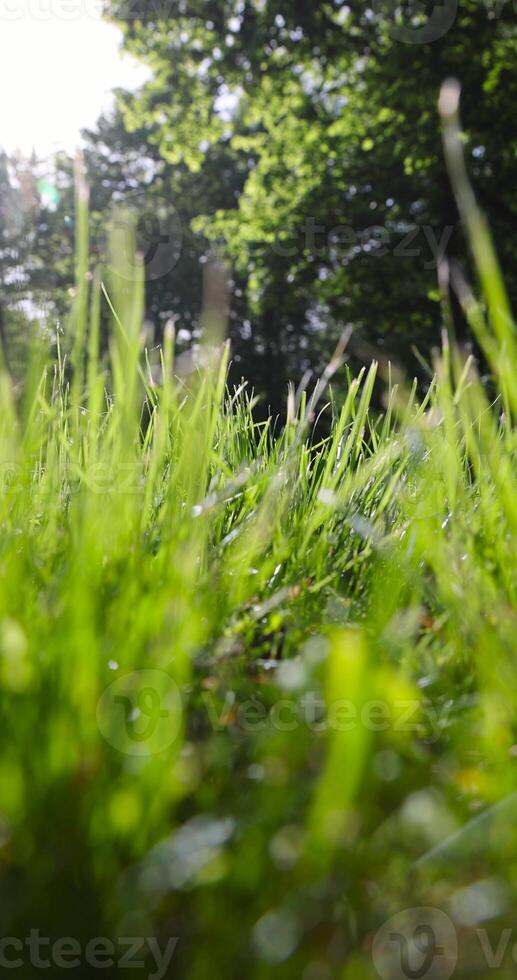 beautiful fresh grass in bright sunlight photo