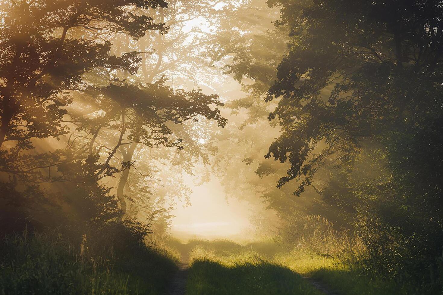 A path through the woods with trees and grass photo