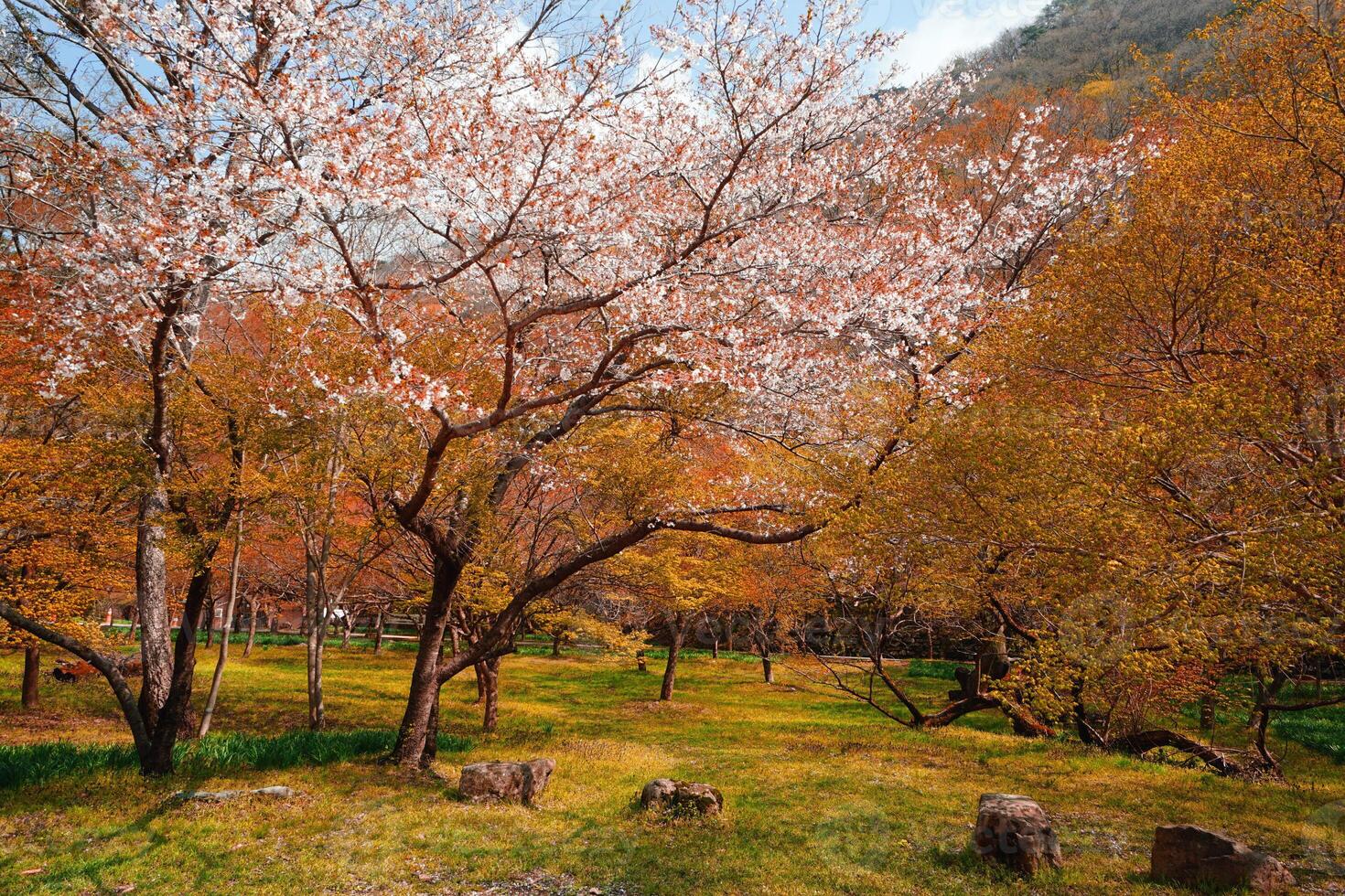 cherry blossom tree in autumn in South Korea photo