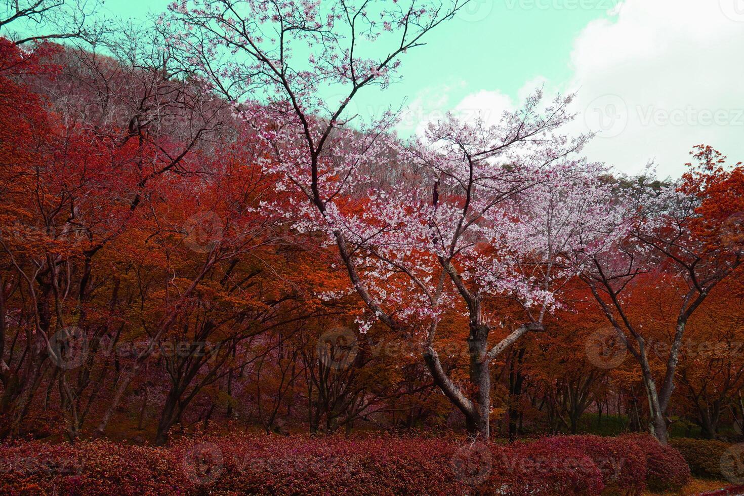 a tree with red and pink flowers in the middle of a forest photo