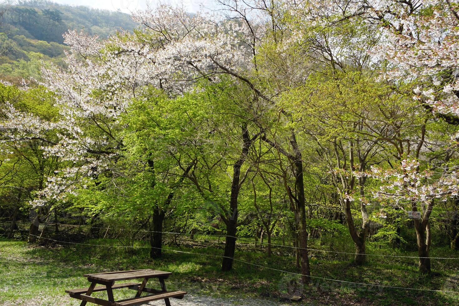 cherry blossom tree in autumn photo
