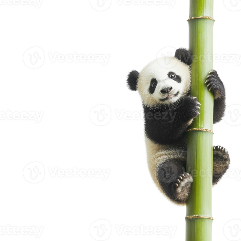 Panda clinging to bamboo on transparent background png