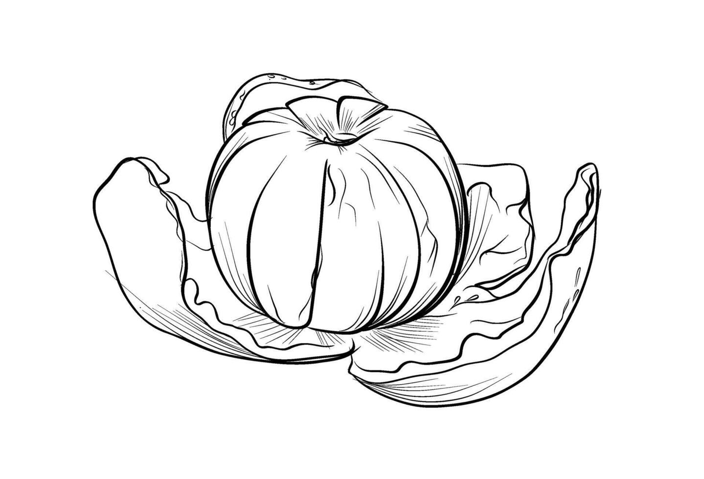 Mandarin fruit with peel partially open vector