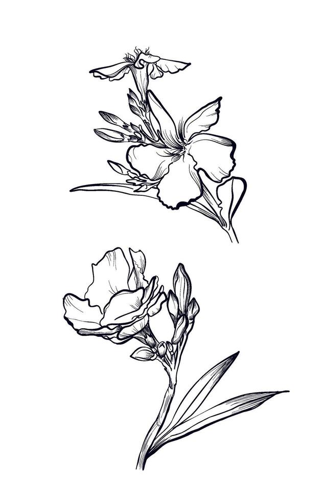Oleander flower realistic outline botanical coloring page vector