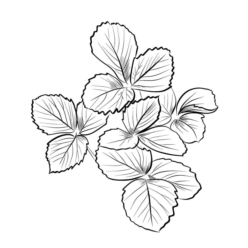 Strawberry leaf cluster top view isolated vector