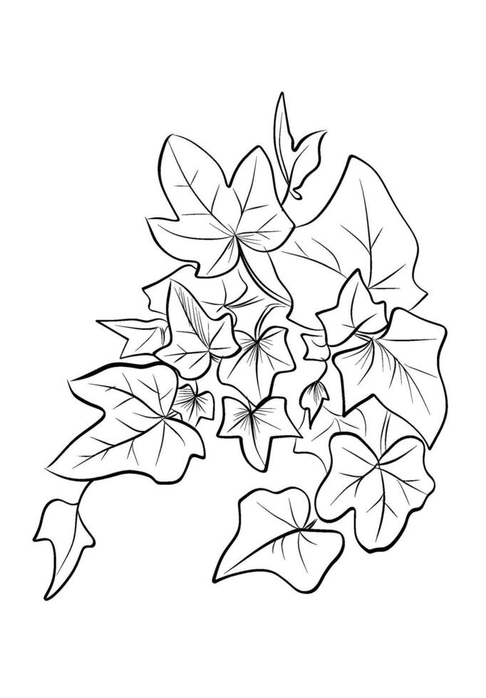 Ivy plant climbing leaves bunch detailed vector