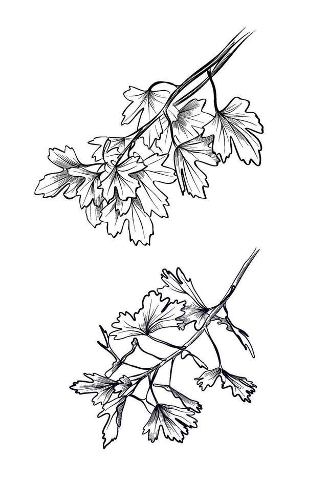 Currant botanical plant leaf illustration coloring page vector