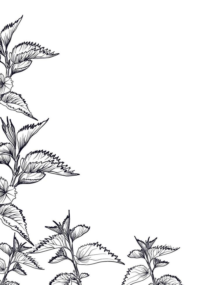 Botanical nettle leaf frame hand drawn vector
