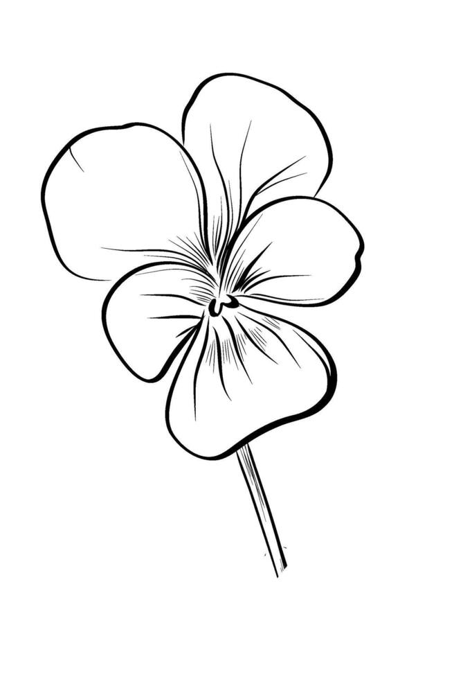 Pansy flower head detailed isolated vector