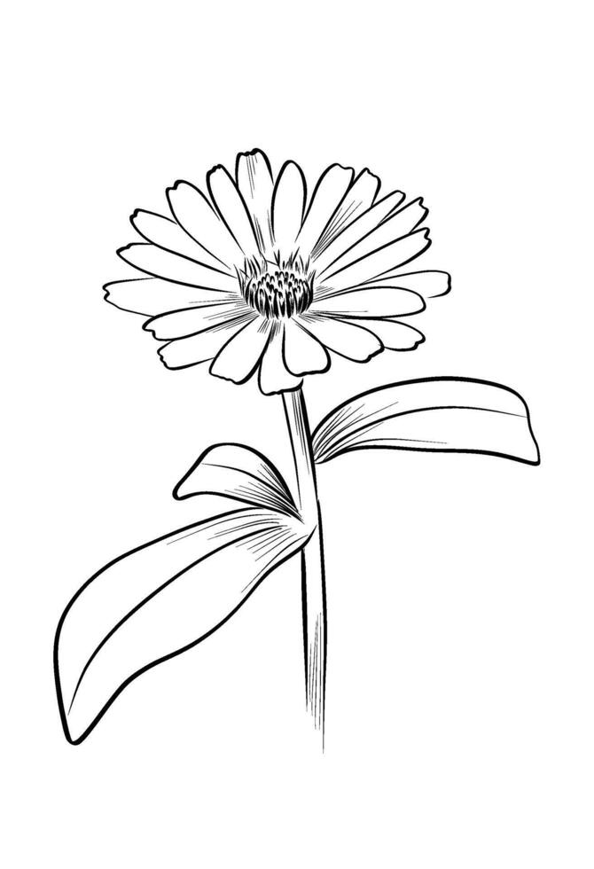 Botanical calendula flower with leaves isolated vector