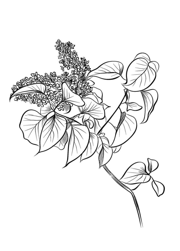 Lilac flower branch with leaves hand drawn vector
