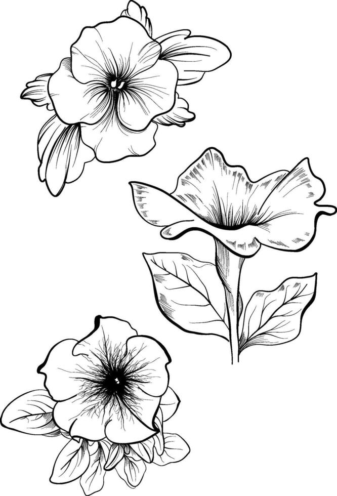 Petunia flower three views coloring page vector