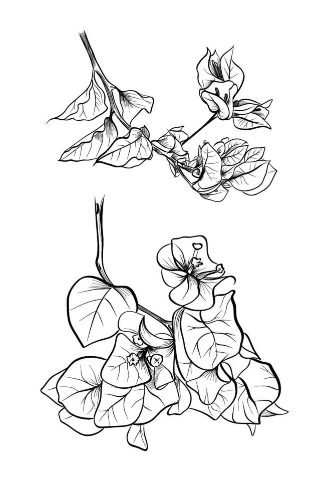 Bougainvillea tropical flower plant coloring page vector