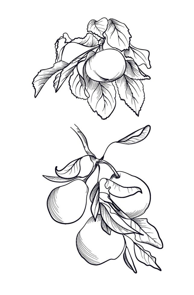 Apple and pear fruits branch outline drawing coloring page vector