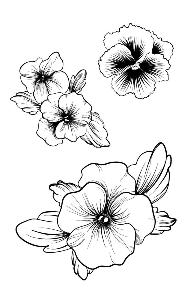 Pansy flower bundle outline drawing coloring page vector