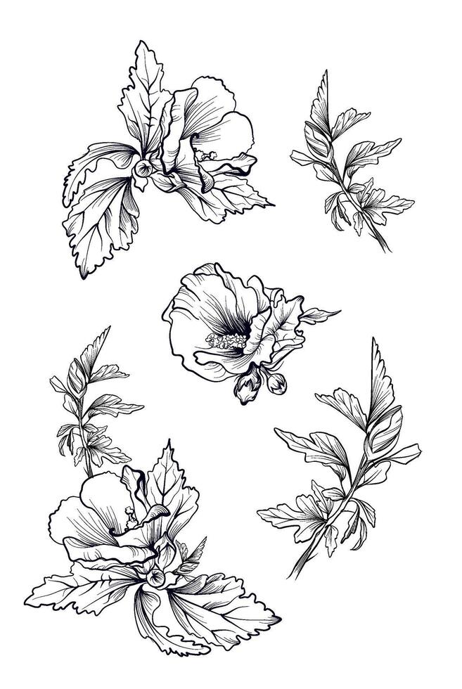 detailed hibiscus floral collection drawing coloring page vector