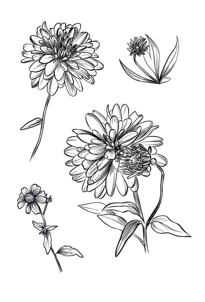 Rudbeckia flower group garden bloom coloring page vector