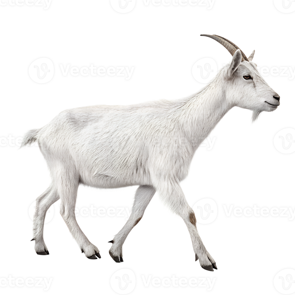 goat walking, isolated on a transparent background png