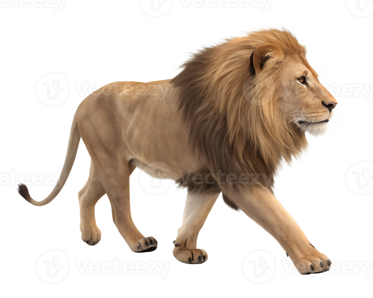 Lion walking, isolated on a transparent background png