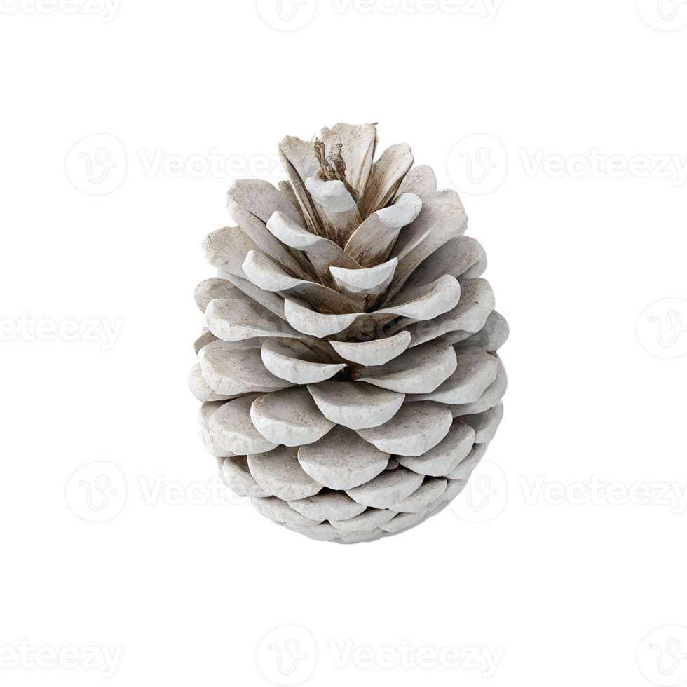 A white pine cone with visible scales, casting a soft shadow, isolated on a transparent background png