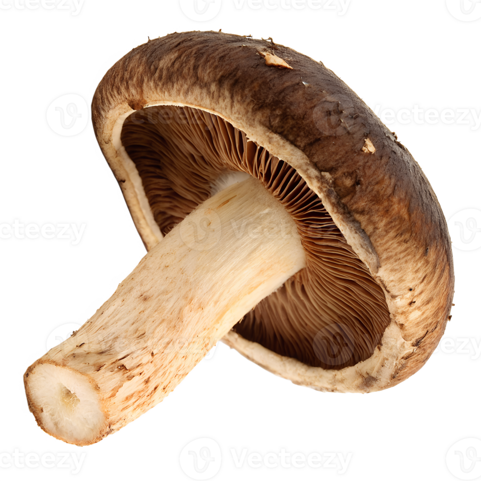Shiitake, isolated on a transparent background png