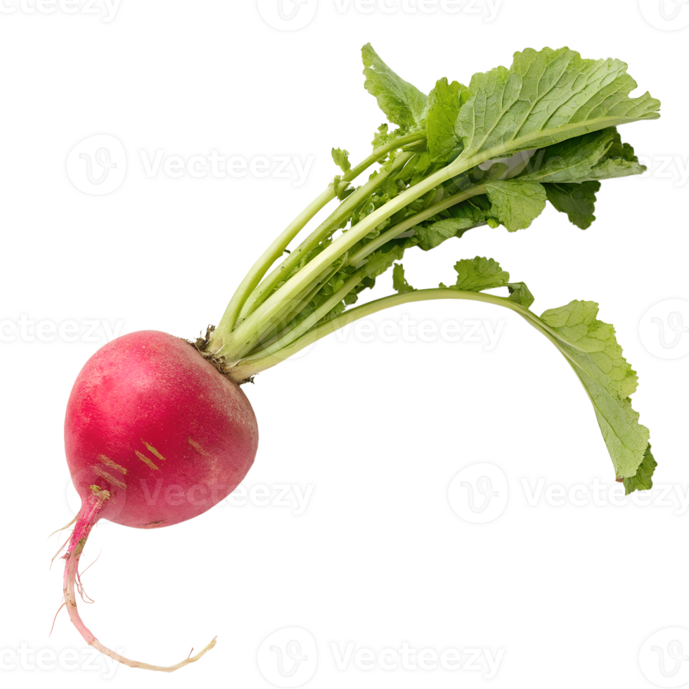 Top view, Akakabu, red turnip, isolated on a transparent background png