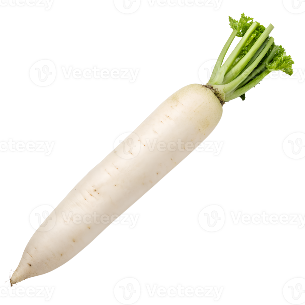 Top view, Moriguchi Daikon, isolated on a transparent background png
