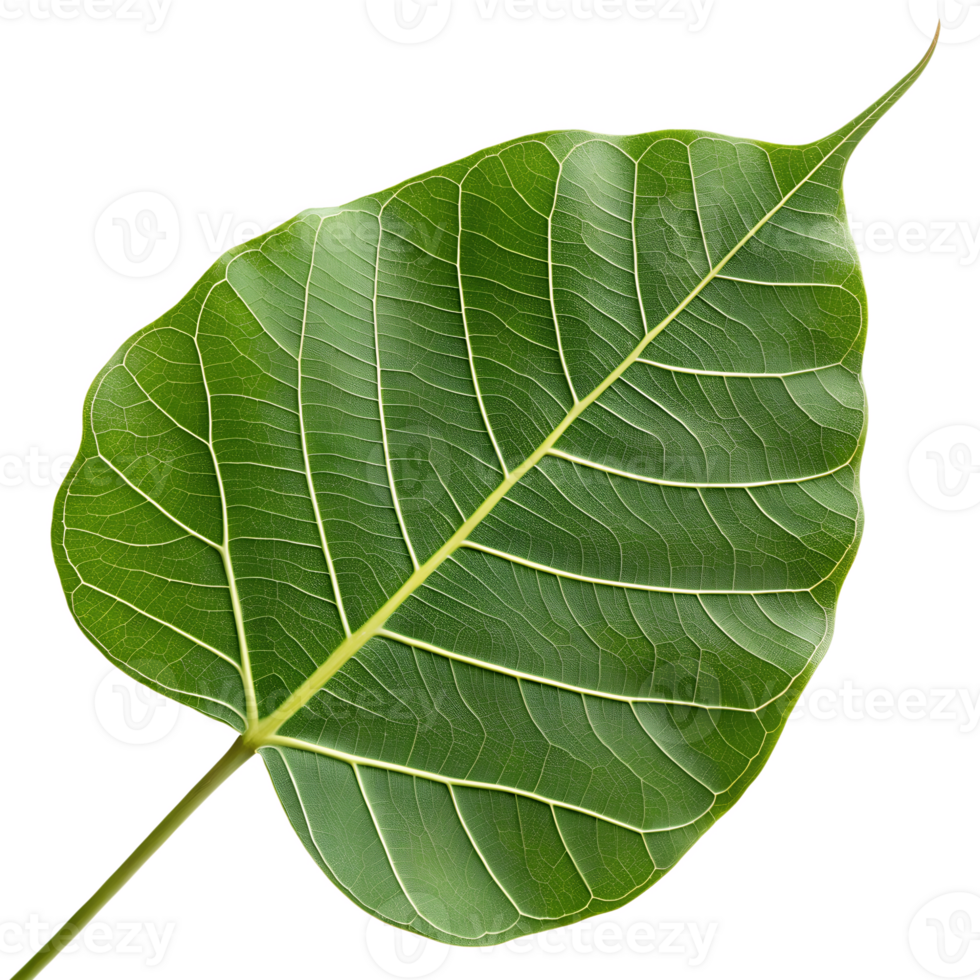 A Bodhi leaf, isolated on a transparent background png