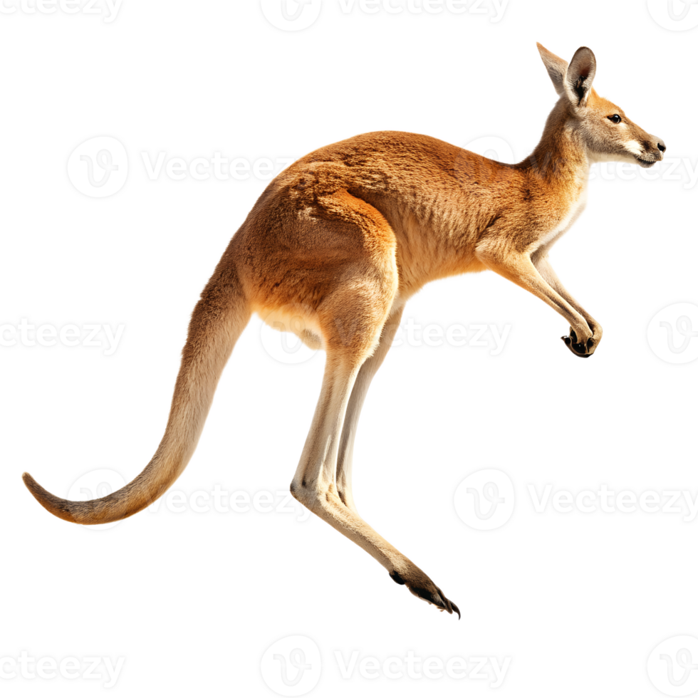A red kangaroo mid-leap with its muscular legs fully extended, tail trailing behind for balance, isolated on a transparent background png