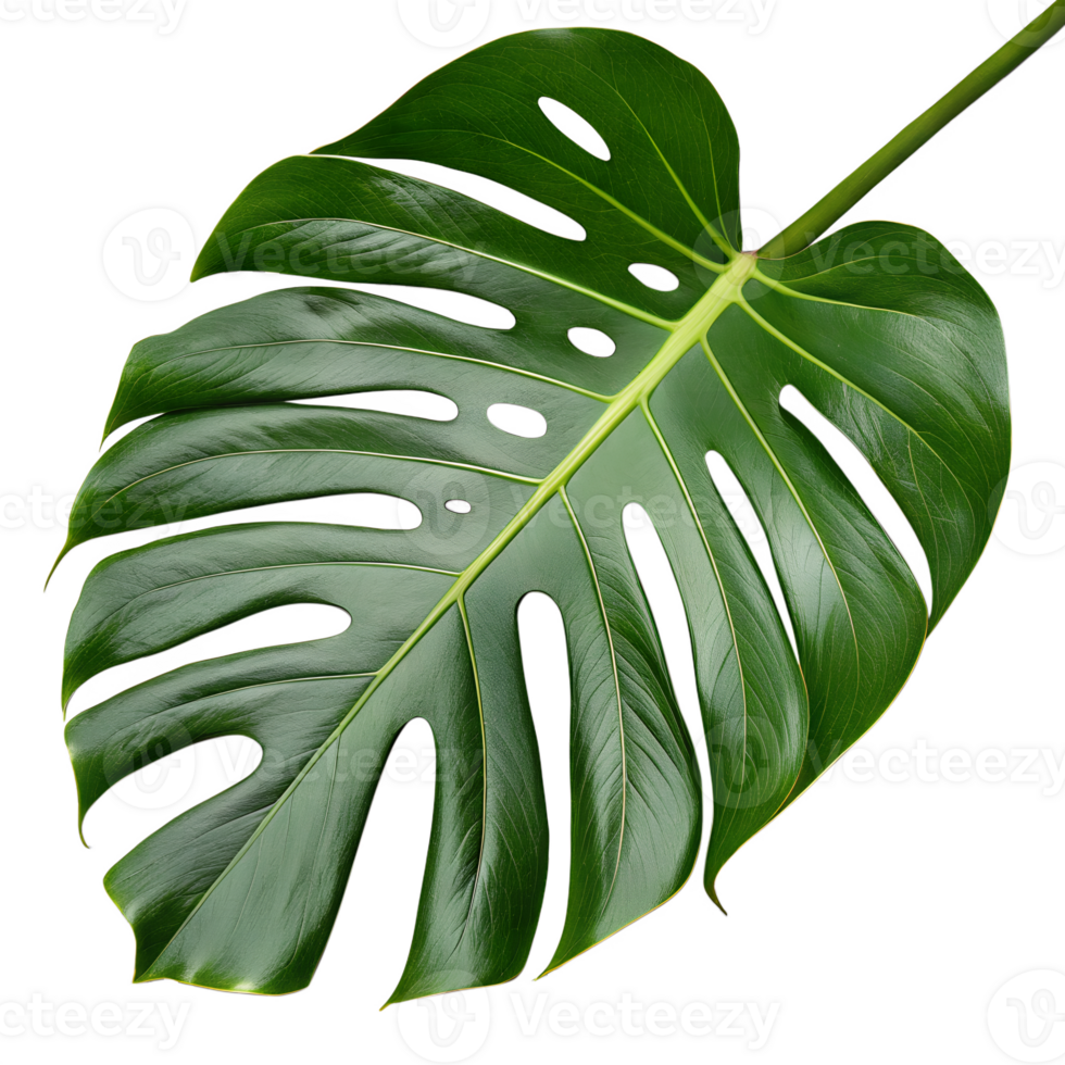 A monstera leaf with large holesisolated on a transparent background png