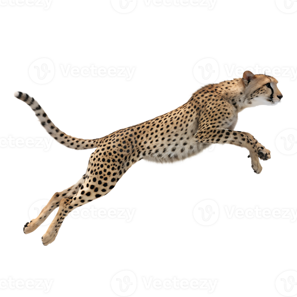 A cheetah in mid-sprint, legs fully extended in a bounding leap, showcasing its sleek body and spotted coat isolated on a transparent background png