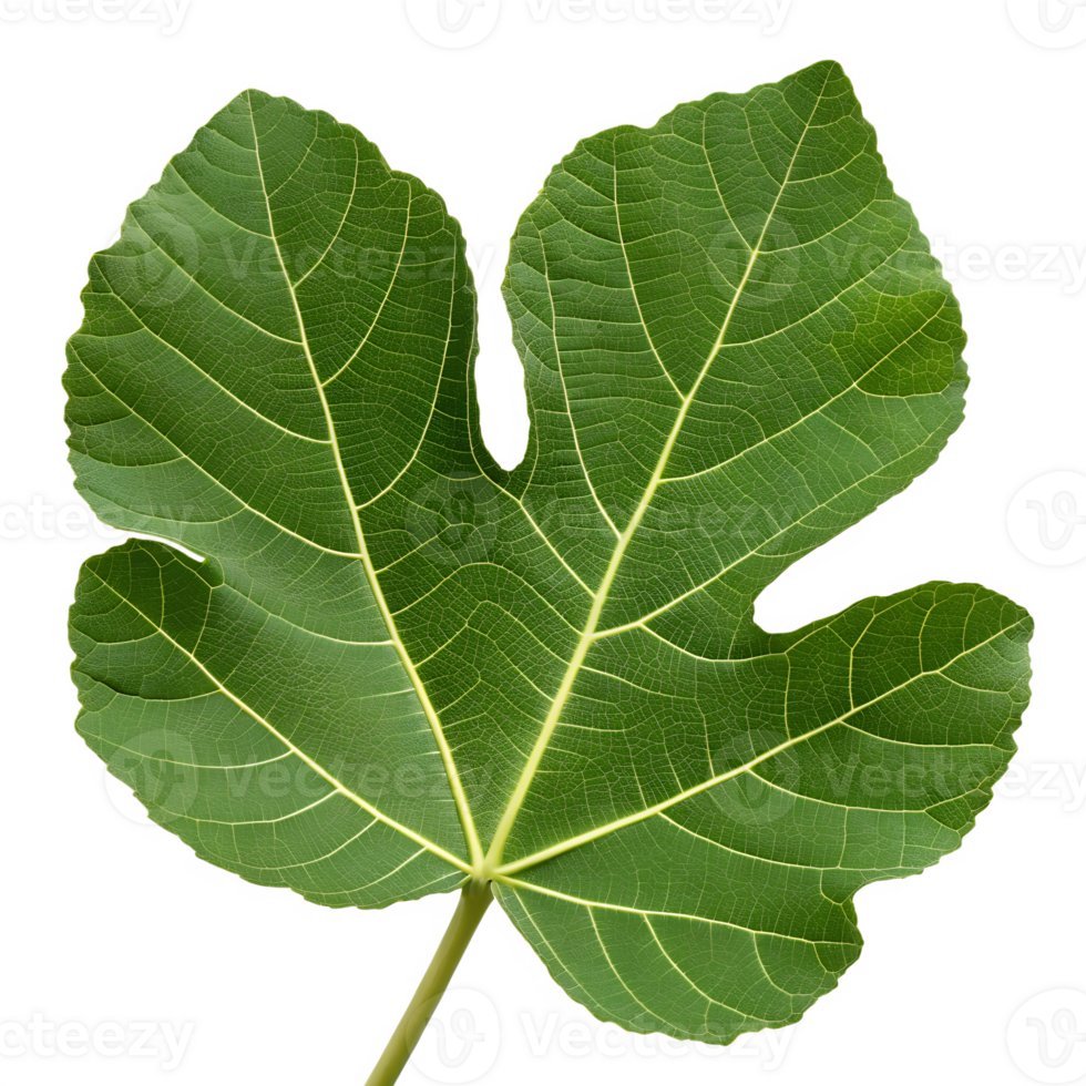 A fig leaf with distinct shape, isolated on a transparent background png