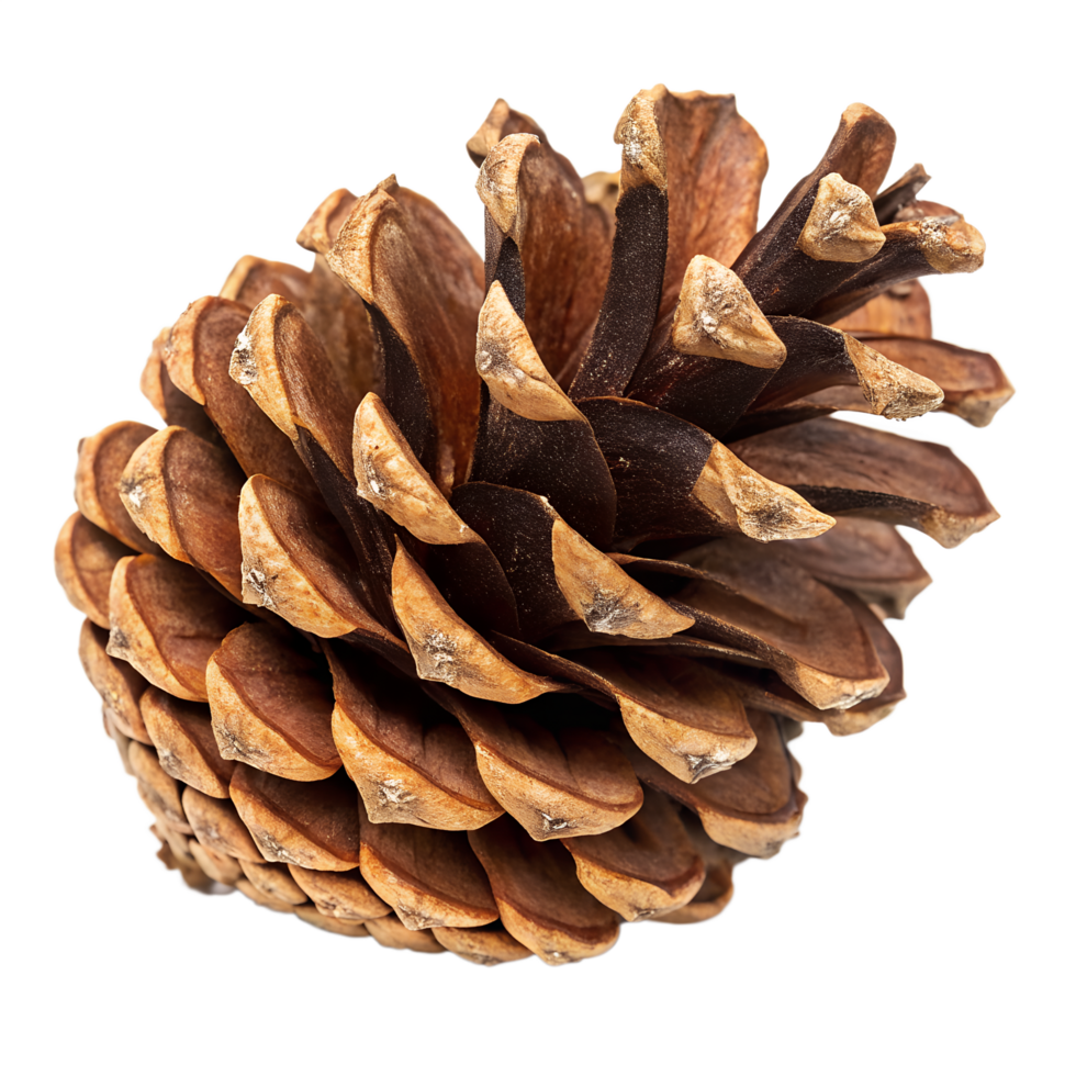 A fully opened pinecone showing intricate scales. isolated on a transparent background png