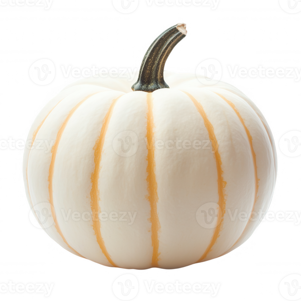 projects white pumpkin on stem, isolated Perfect transparent background, ideal for autumn, with harvest png