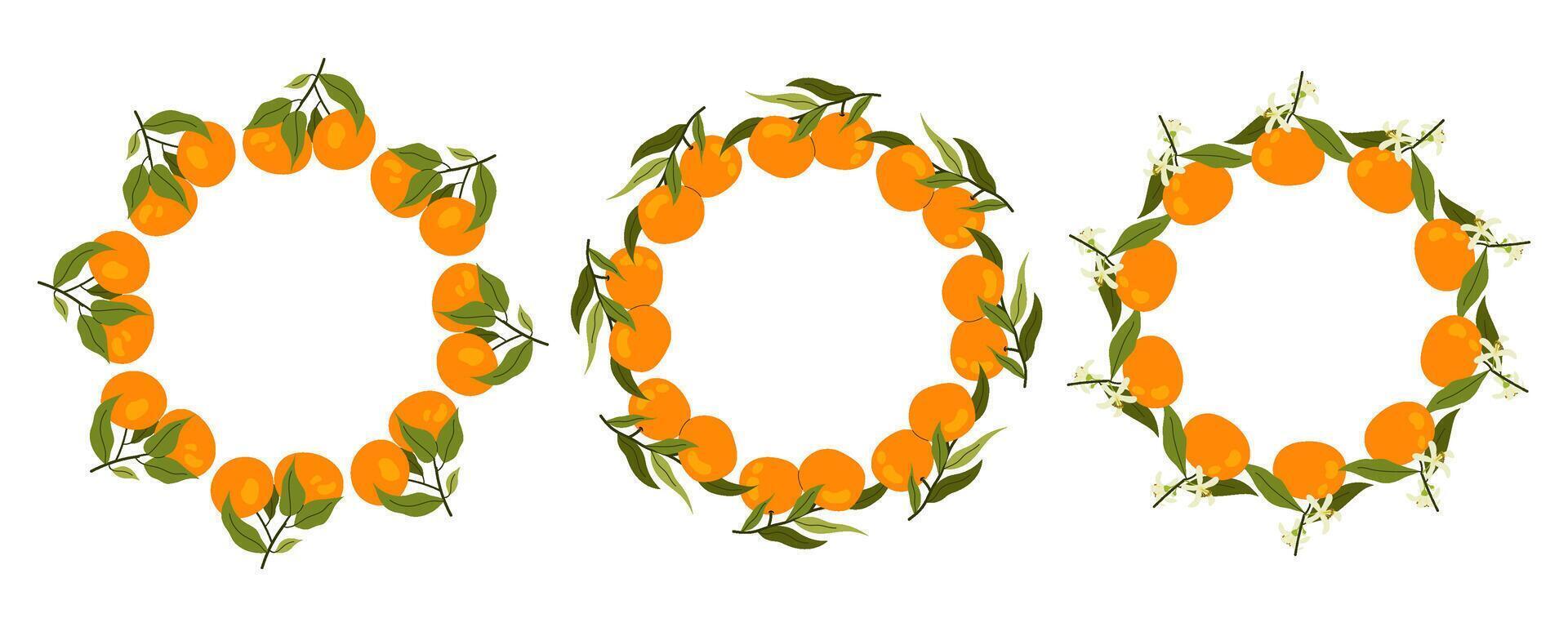Tropical fruit circle border. Set of tangerine frames. Space for text. For card, invitation, wedding, birthday and other holiday. vector