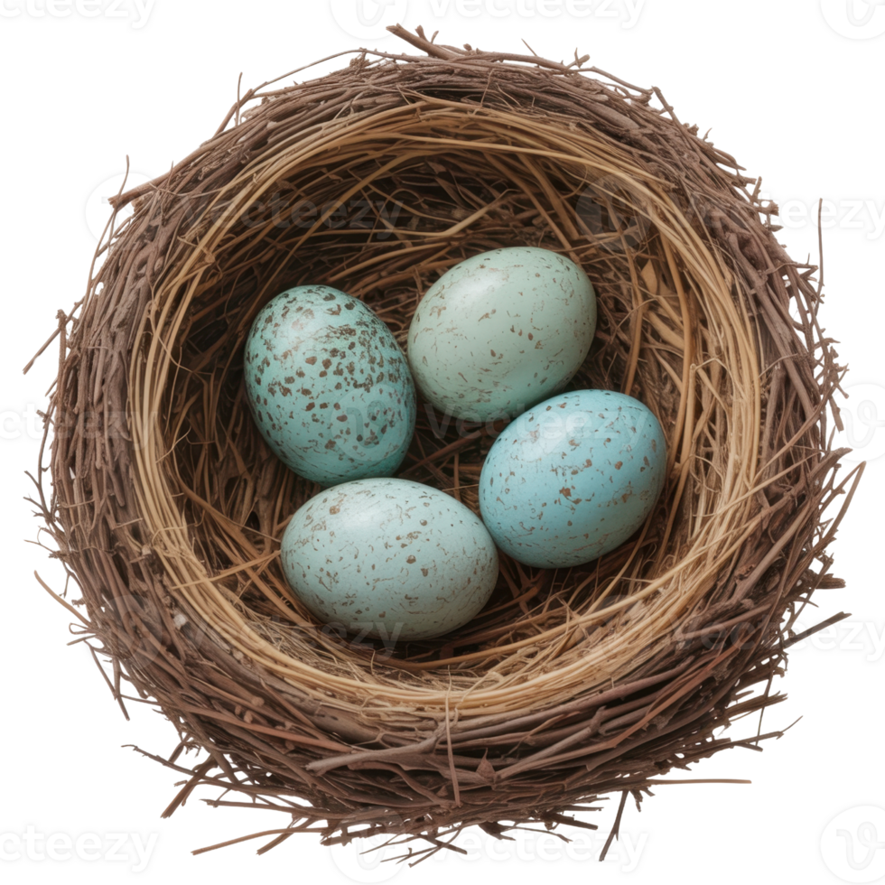 Nest With Four Speckled Blue Eggs Nestled In Natural Twigs And Dried Grasses on a transparent background png