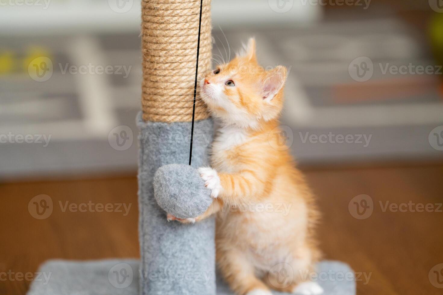 Domestic ginger cute kitten plays photo