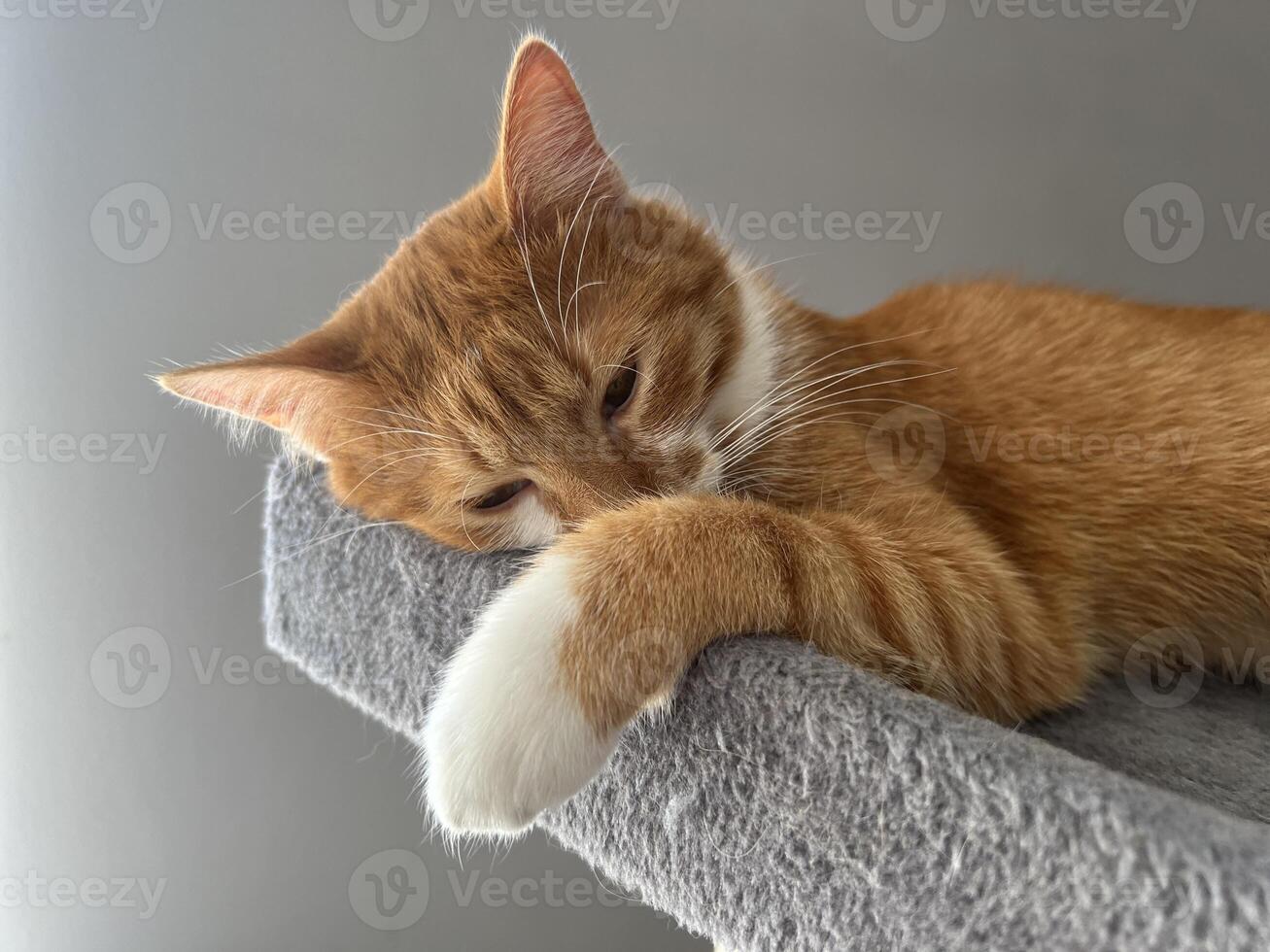 Sleeping orange cat. Home and comfort. White paws, red coloring. Ginger cat. photo