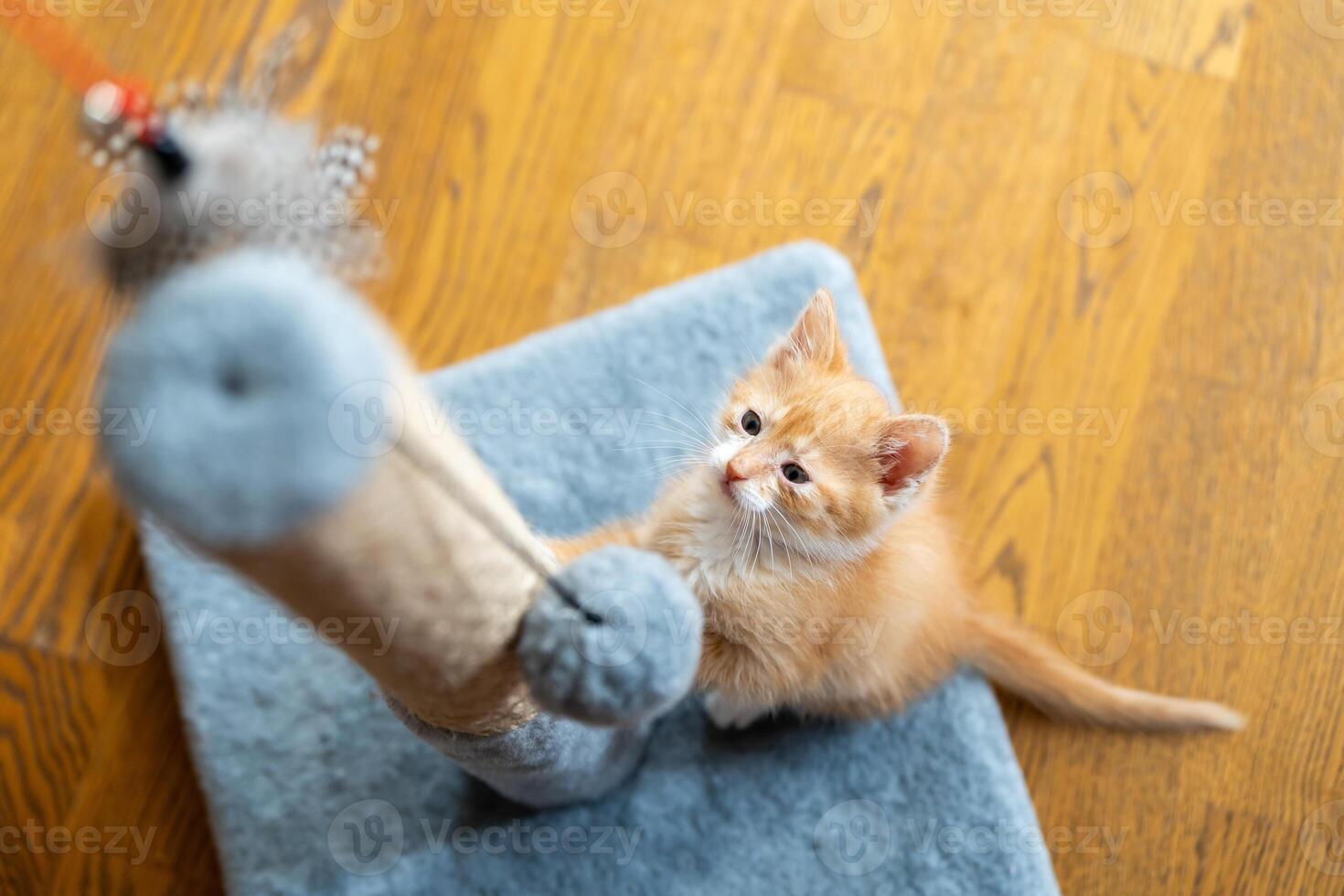 Domestic ginger little kitten photo