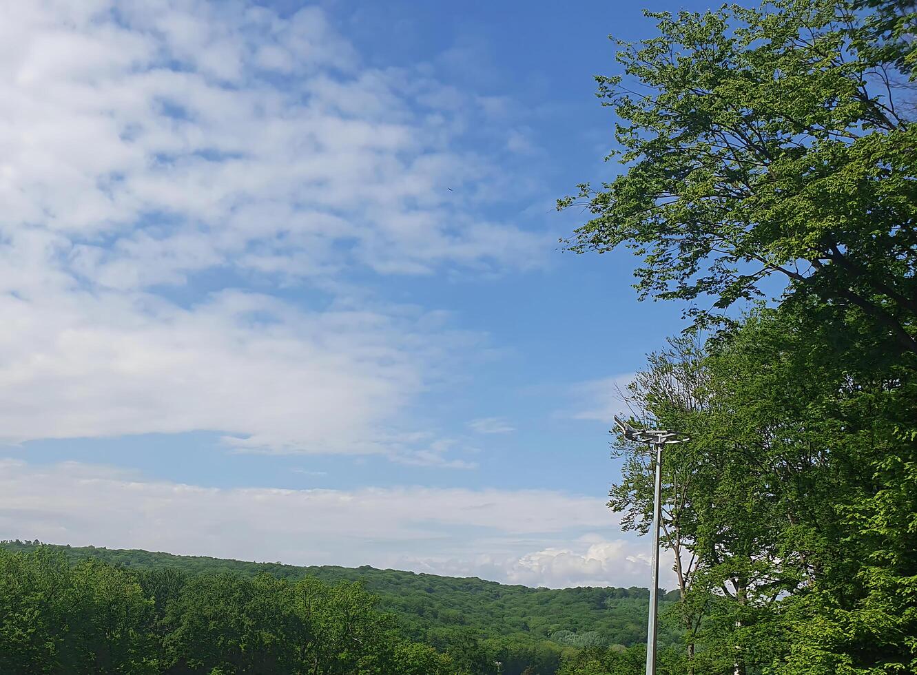 beautiful sky. A picturesque view of treetops stretching towards the blue spring sky. Conveys spring lightness and natural harmony photo
