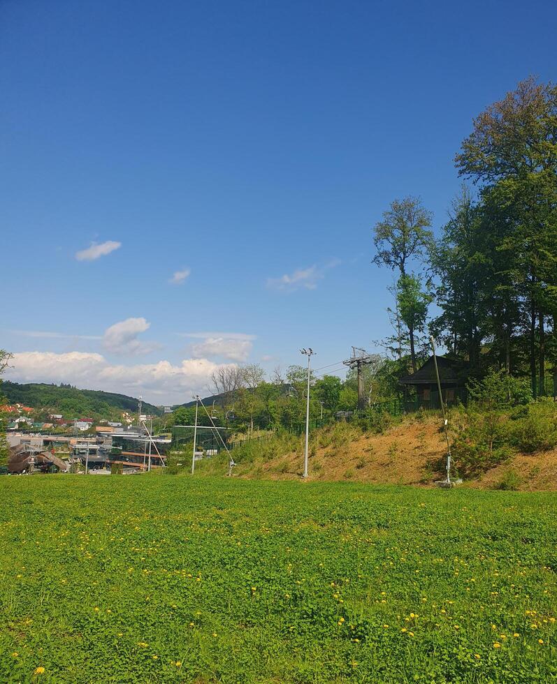glade. A picturesque view of treetops stretching towards the blue spring sky. Conveys spring lightness and natural harmony photo