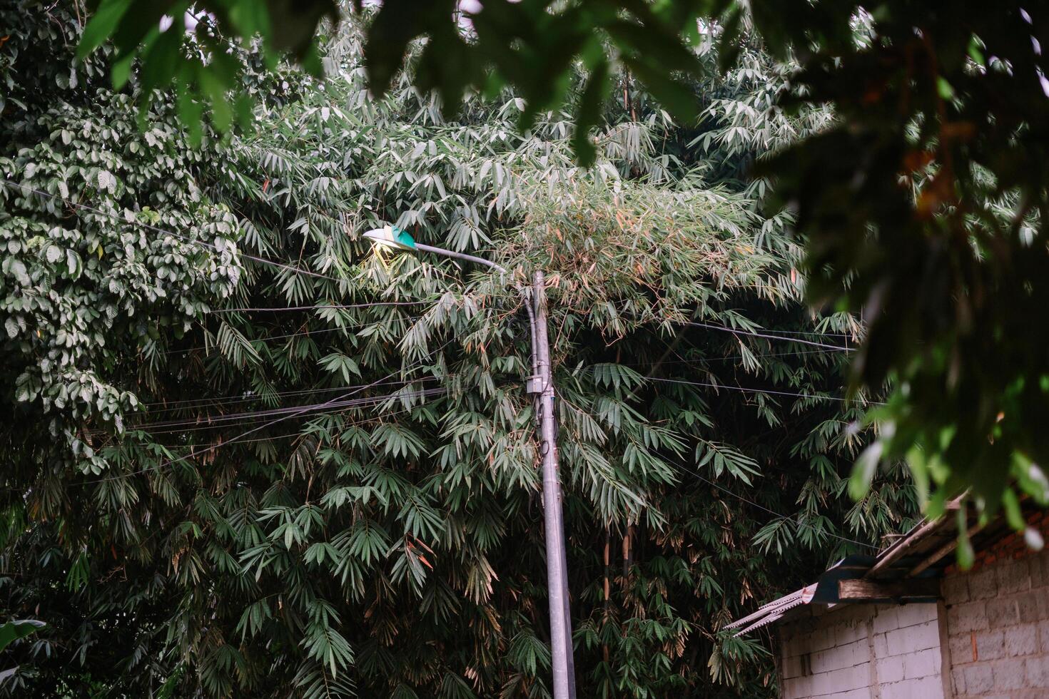 Lush Bamboo Thicket Obscuring a Streetlight with Overhead Utility Wires photo
