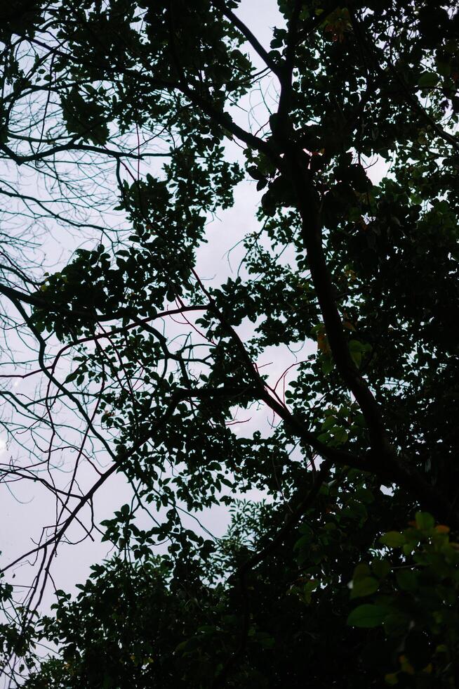 Overhead Glimpse, Silhouetted Branches Reach for the Pale Sky photo
